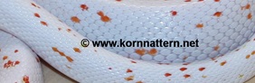 http://www.kornnattern.net